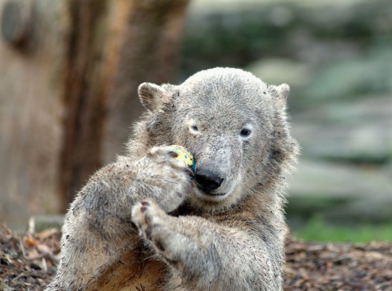 Verrückt nach Knut – Bild: rbb/​Thomas Ernst