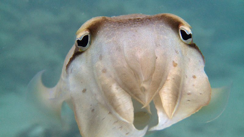 Kalmare sind – ebenso wie Kraken – Kopffüßer. Was ihr Aussehen und ihre Fähigkeiten angeht, können sie es mit Wesen aus Fantasy-Filmen aufnehmen. Dank kleiner Muskelsäckchen, die verschiedene Pigmentkörner enthalten, können Kalmare ihre Farbe nach Belieben verändern. – Bild: N24 Doku