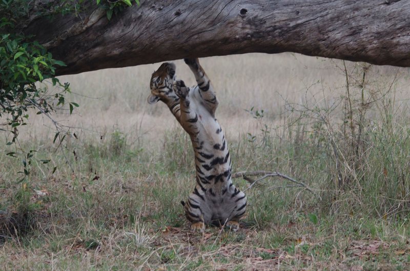 Lara scratching her nails on a tree – scent marking. – Bild: Animal Planet