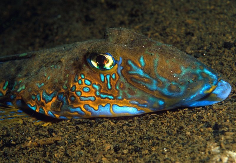 Der farbenprächtige Leierfisch ist nur einer der zahlreichen Bewohner der Fjorde. – Bild: NDR/​NDR/​Florian Graner/​Sealife Produktions