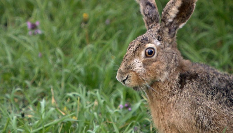 „Osterhase“ – Bild: ZDF und rbb