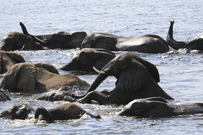 Tausende von Elefanten kämpfen sich auf der Suche nach Wasser und Nahrung durch eine staubige, fast schon apokalyptische Landschaft. Eine Reise, die viele von ihnen nicht überleben. Ökologe Dr. Mike Chase versucht, die Gründe für die gefährliche Elefanten-Wanderung herauszufinden … – Bild: 2008 BBC Lizenzbild frei