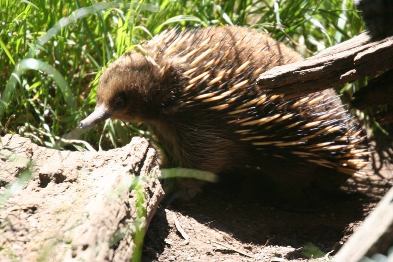 Der Schnabeligel, auch Ameisenigel genannt, ist ein eierlegendes Säugetier und lebt in weiten Teilen Australiens und auf den vorgelagerten Inseln, wie Tasmanien. – Bild: BR/Angelika Sigl Der Schnabeligel, auch Ameisenigel genannt, ist ein eierlegendes Säugetier und lebt in weiten Teilen Australiens und auf den vorgelagerten Inseln, wie Tasmanien. – Bild: BR/Angelika Sigl