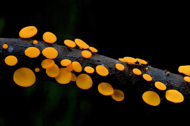 Im Königreich der Pilze Jelly Fungi SRF/​Steve Axford – Bild: SRF1