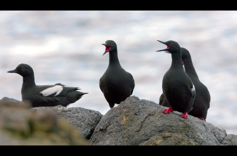 Entlang Alaskas Küstenlinie schlagen jährlich 140 Millionen Seevögel ihr Sommerquartier auf. – Bild: arte