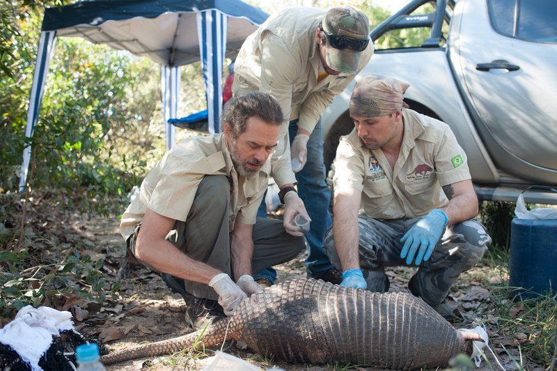 Derr Biologe Arnaud Desbiez (links im Bild) und seine Kollegen vom „Giant Armadillo Conservation Project“ untersuchen ein Riesengürteltier. – Bild: ZDF und Maramedia