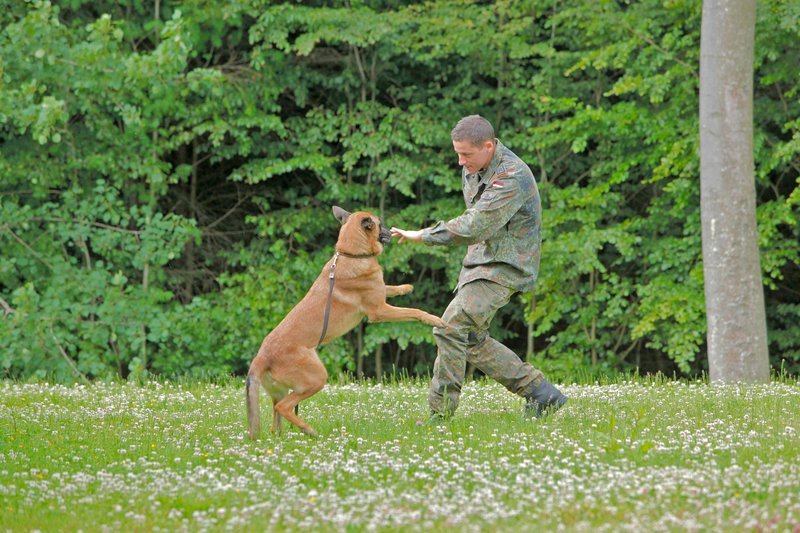 A. Jesse mit Diensthund beim Training. – Bild: SWR/Sebastian Bäumler A. Jesse mit Diensthund beim Training. – Bild: SWR/Sebastian Bäumler