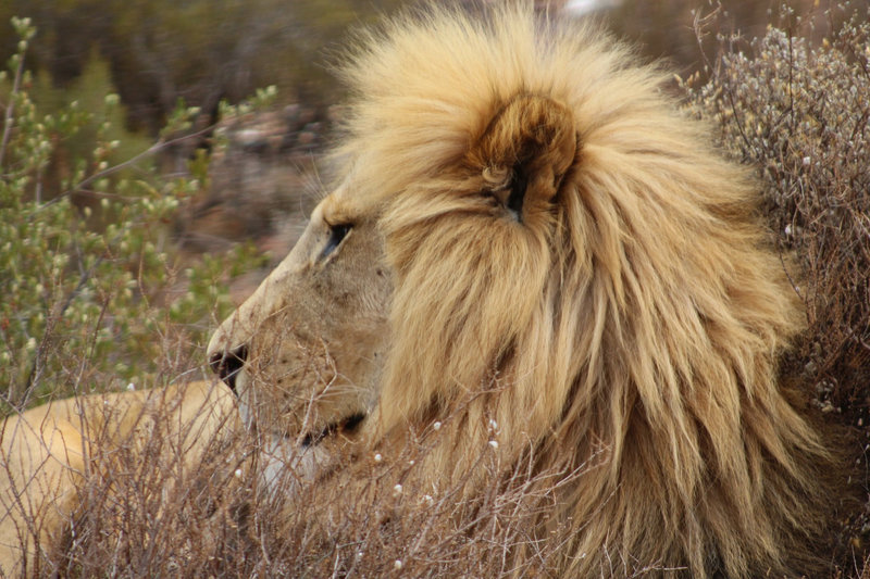 Lionsrock - Eine Arche für Großkatzen – Bild: Planet