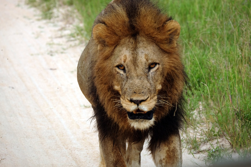 Zentralkalahari - Nur für Löwen? – Bild: 3sat