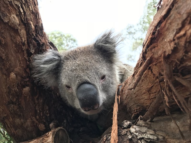 Anna Und Die Wilden Tiere Koala