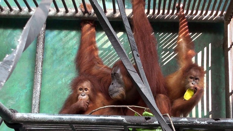 2014: Gober mit ihren Zwillingen in der Rettungsstation des SOCP (Sumatran Orang-Utan Conservation Programme) nahe der Großstadt Medan, Nord-Sumatra. Die Augenoperation (Grauer Star) ist geglückt und die Orang-Utan-Mutter kann wieder sehen. Die Kinder sind fast 4 Jahre alt. Obwohl im Käfig, sind alle drei ausgesprochene Wildtiere, die wieder ausgewildert werden sollen. – Bild: BR