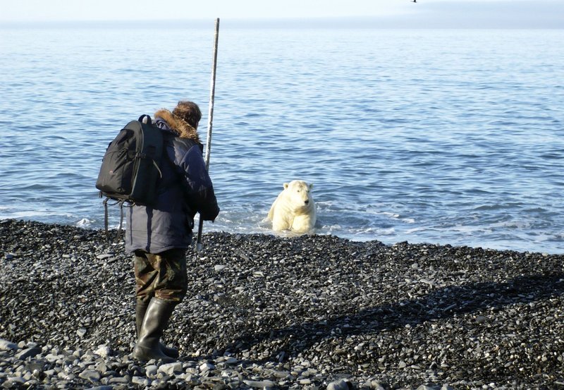 Nur mit einer Eisenstange bewaffnet vertreibt ein Ranger ein stattliches Eisbärenmännchen. – Bild: NDR/NDR/Naturfilm Nur mit einer Eisenstange bewaffnet vertreibt ein Ranger ein stattliches Eisbärenmännchen. – Bild: NDR/NDR/Naturfilm