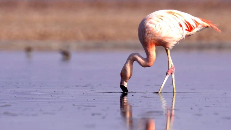 Flamingo. – Bild: 3sat