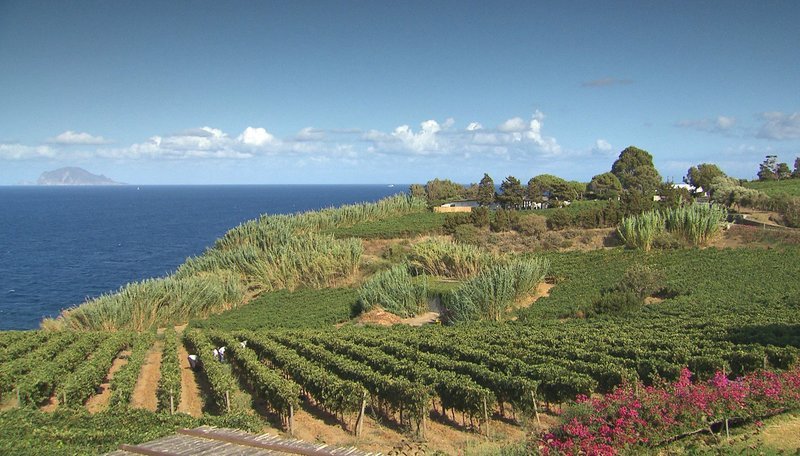 Die Malvasia-Rebe wird 10 bis 15 Tage getrocknet – Bild: SWR