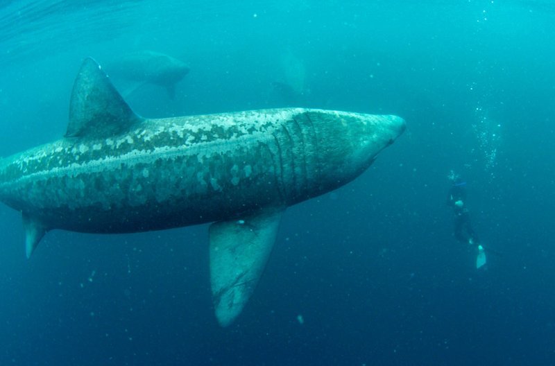 Unterwasserkameramann Ken O’Sullivan taucht mit Riesenhaien – Bild: ZDF /​ © Kev L Smith