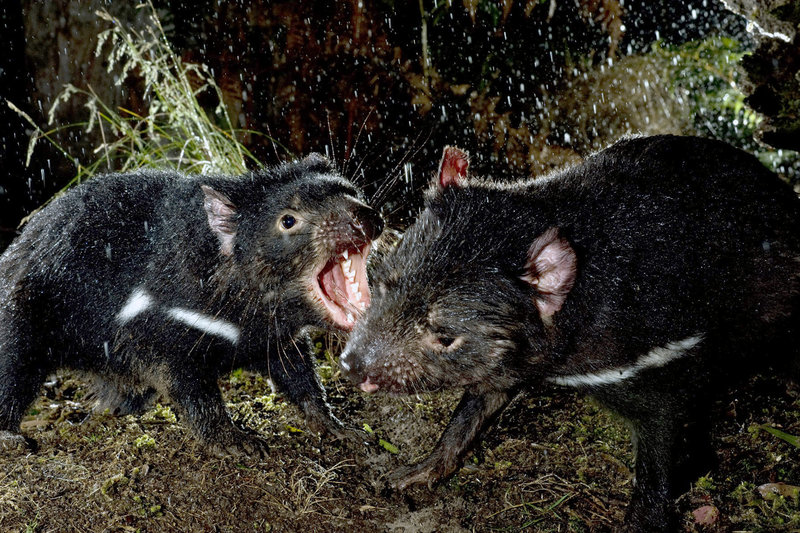 Tasmaniens Beuteltiere – Bild: ZDF /​ © Simon Plowright