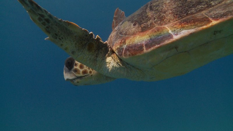 Die schlaueste Schildkröte der Welt – Bild: BR/​Hydra-Institut