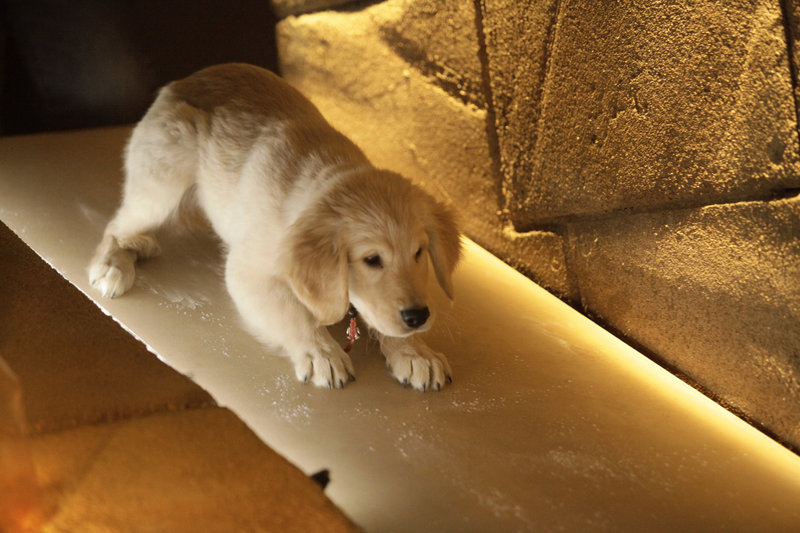 Treasure Buddies - Schatzschnüffler in Ägypten – Bild: Disney © Disney•Pixar © & ™ Lucasfilm LTD © Marvel. Alle Rechte Vorbehalten