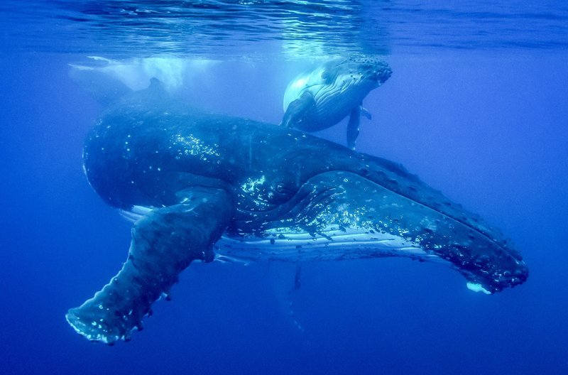 Wale sind Teil der Wasserfauna des Südpazifiks. – Bild: Franck Gazzola/​Under the Pole/​Zeppelin Network /​ © Franck Gazzola/​Under the Pole/​Zeppelin Network