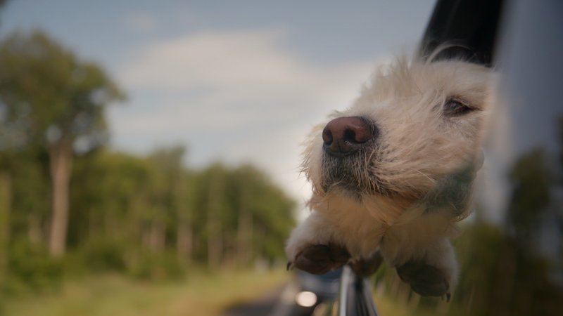 Hunde - Die treuen Gefährten – Bild: TVNOW /​ © Bonne Compagnie – 2018