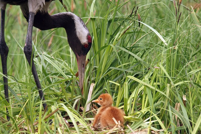 Noch wird das Kranichküken von den Eltern mit kleinen Insekten und Würmern versorgt. Innerhalb weniger Wochen lernt der Nachwuchs, selbst nach Fressbarem zu suchen. – Bild: NDR/​Piotr Dombrowski