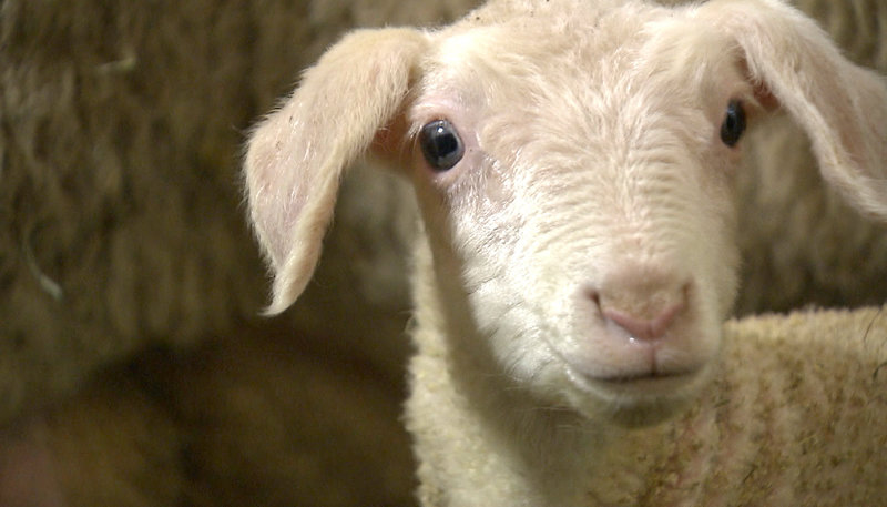 Von Hasen und Lämmern – Bild: ZDF und rbb