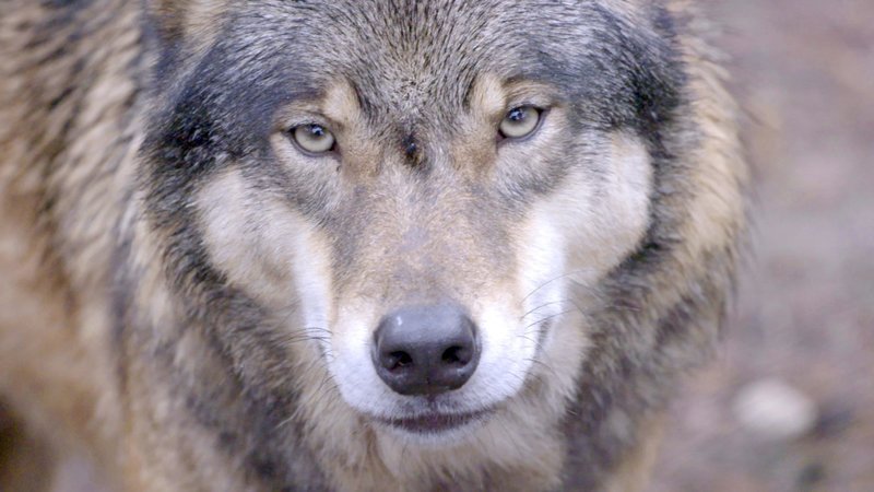 Der Wolf ? ein Wildtier? – Bild: ZDF und Immanuel Hick. Der Wolf ? ein Wildtier? – Bild: ZDF und Immanuel Hick.
