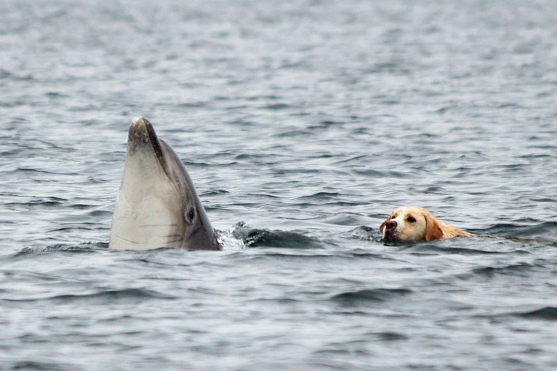 MDR Fernsehen DIE DELFINFLÜSTERIN, am Samstag (18.05.13) um 12:45 Uhr. Zusammen mit dem Labrador-Rüden Ben schwimmt Solitärdelfin Duggie im Hafenbecken von Tory Island im Norden Irlands. Zwei Jahre hielt die Freundschaft, dann zog Duggie mit Artgenossen weiter. – Bild: MDR/NDR/Roland Gockel MDR Fernsehen DIE DELFINFLÜSTERIN, am Samstag (18.05.13) um 12:45 Uhr. Zusammen mit dem Labrador-Rüden Ben schwimmt Solitärdelfin Duggie im Hafenbecken von Tory Island im Norden Irlands. Zwei Jahre hielt die Freundschaft, dann zog Duggie mit Artgenossen weiter. – Bild: MDR/NDR/Roland Gockel