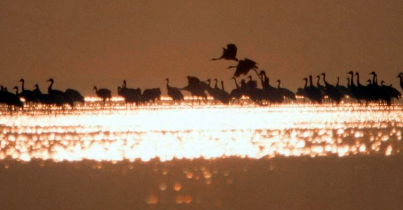 Zu zehntausenden versammeln sich die Kraniche jeden Abend im Bodden vor dem Darß, um gut geschützt in dem seichten Wasser die Nacht zu verbringen. – Bild: NDR/​Christoph Hauschild