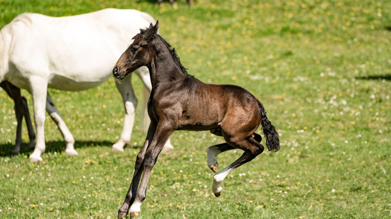 Weiße Pferde, Blaue Reben – Bild: Planet