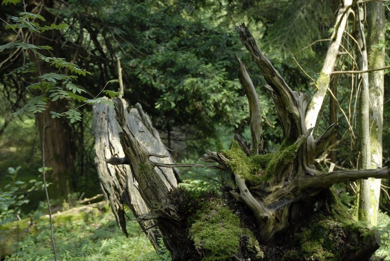 Im Paterzeller Eibenwald bleibt die Natur weitgehend sich selbst überlassen. Totholz wird nicht aus dem Wald geschafft, sondern darf an Ort und Stelle verwittern. Dieser Baumstumpf bietet Lebensraum für zahlreiche Pflanzen und Kleintiere. – Bild: BR/​Kai Schubert