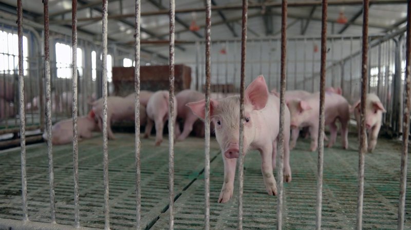 Der Bedarf an Schweinefleisch in China wächst stetig, mit steigendem Wohlstand verzehren die Chinesen auch immer mehr Kalorien. Die industrielle Fleisch-Produktion soll diesen Hunger stillen. – Bild: BR/​WDR