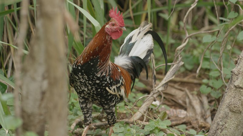 Der Hühnerplanet – Bild: Planet