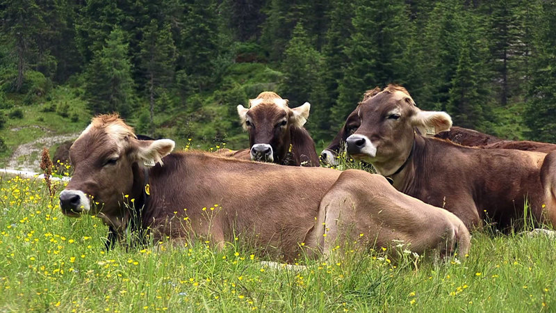 Dem Himmel so nah – Bild: ORF