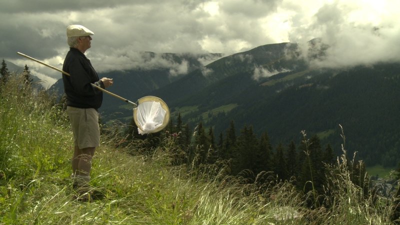 Der Schmetterlingsjäger – Bild: ZDF und Elfie Mikesch; Harald Bergmann Filmproduktion