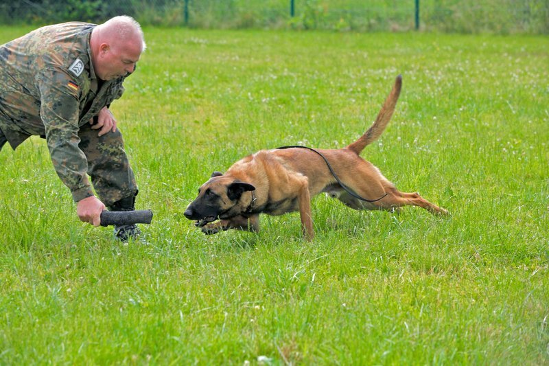 M. Petz mit Diensthund beim Training. – Bild: SWR/​Sebastian Bäumler