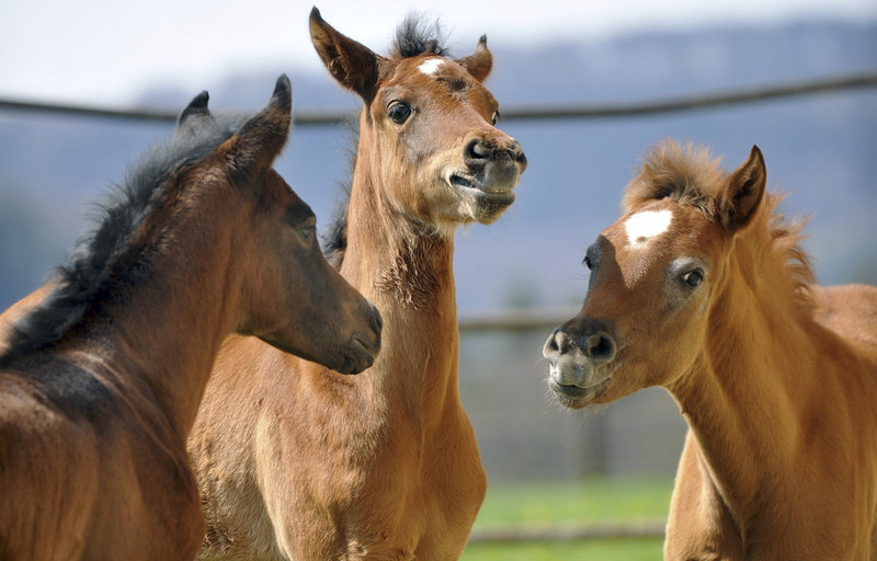 Ein königliches Jubiläum – Bild: SWR