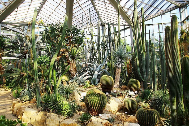 Halbwüste im Tropicarium des Frankfurter Palmengartens. – Bild: HR/​Palmengarten Frankfurt