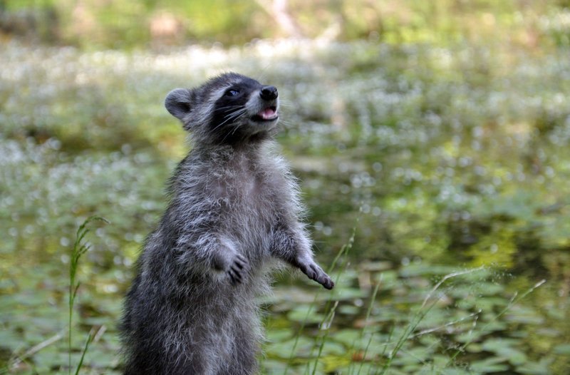 Der kleine Waschbär hat eine spannende Witterung aufgenommen. – Bild: ORF