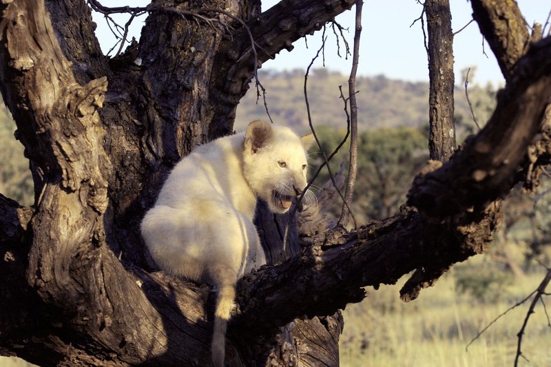 Der weiße Löwe – Bild: ARD Degeto