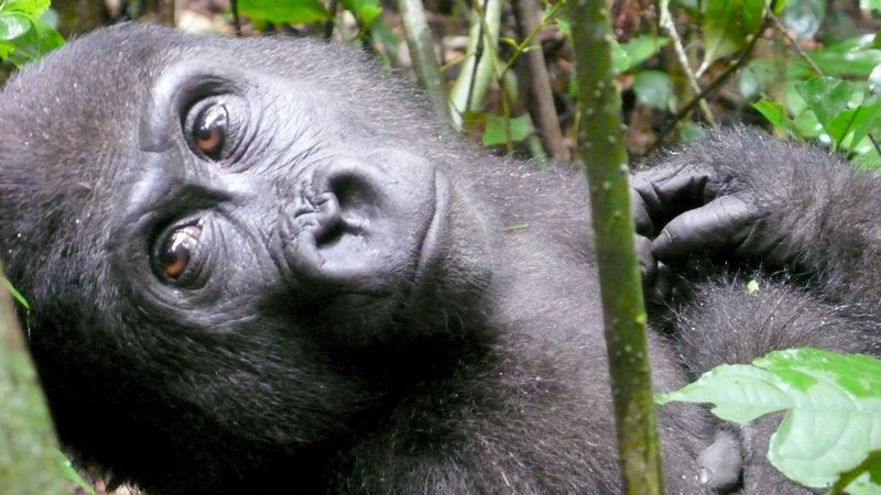 Republic of Congo: Ekende, a juvenile Western Lowland Gorilla looks back while sitting in jungle in Mondika in the Republic of Congo. (Photo credit: (c) NGT) – Bild: ORF