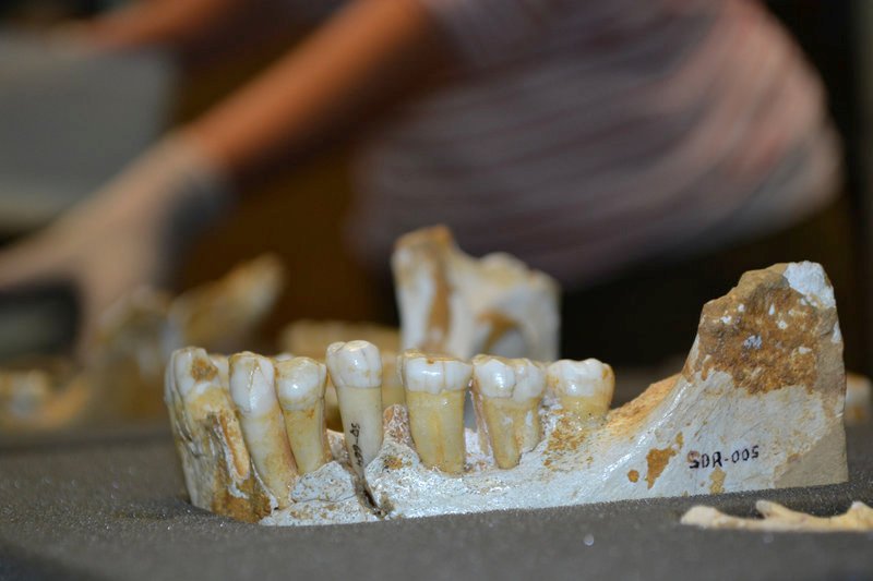 Unterkiefer eines männlichen Neandertalers – Bild: ARTE France / © Terra Mater Factual Studios Unterkiefer eines männlichen Neandertalers – Bild: ARTE France / © Terra Mater Factual Studios