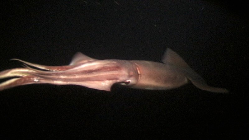 Humboldtkalmare gelten als besonders aggressiv. Es gibt sogar Berichte von Verletzten. – Bild: N24 Doku Humboldtkalmare gelten als besonders aggressiv. Es gibt sogar Berichte von Verletzten. – Bild: N24 Doku