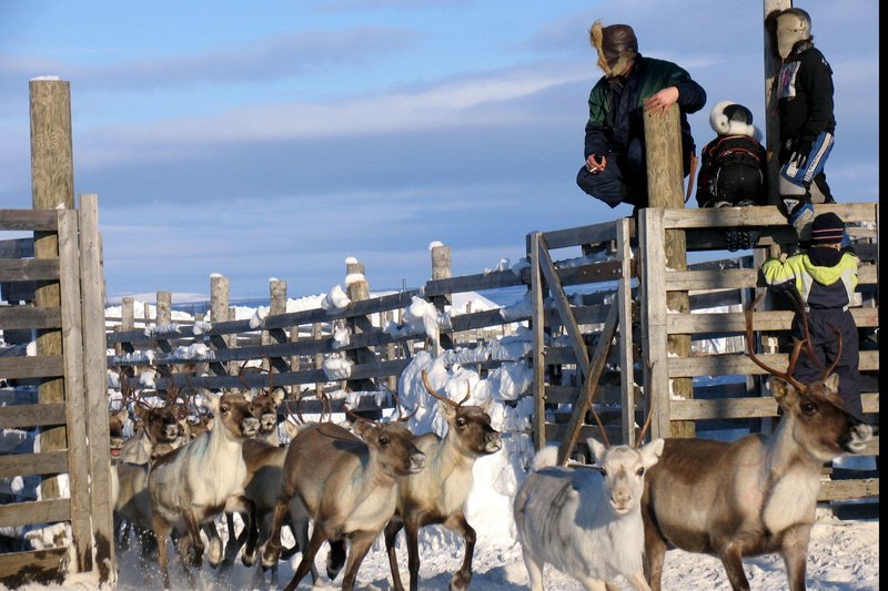 Viele Sami in Finnisch-Lappland leben noch von der Rentierzucht. – Bild: HR/NDR/Doc Art/Petteri Saario Viele Sami in Finnisch-Lappland leben noch von der Rentierzucht. – Bild: HR/NDR/Doc Art/Petteri Saario