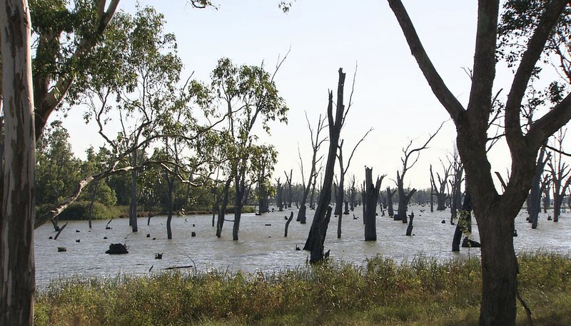 Redgums, tote Flusseukalypten am Murray. – Bild: PHOENIX/​NDR/​Gerd Pohlmann Filmproduktion