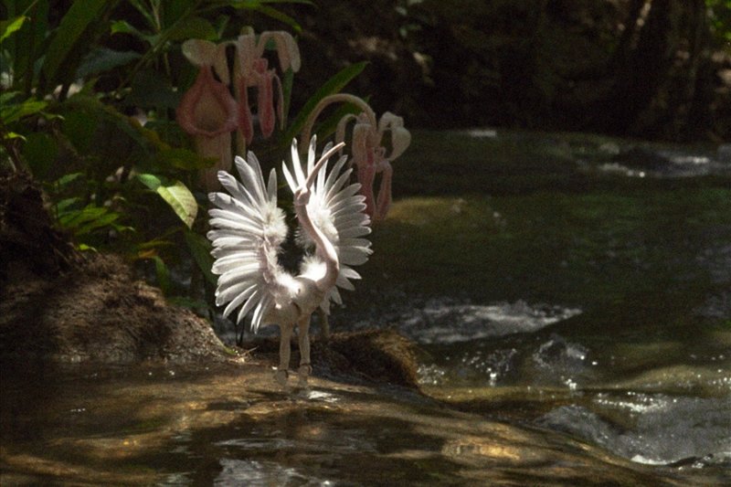 Winter im Regenwald
Regenwaldbewohner
SRF/​Miyu Distribution – Bild: SRF1