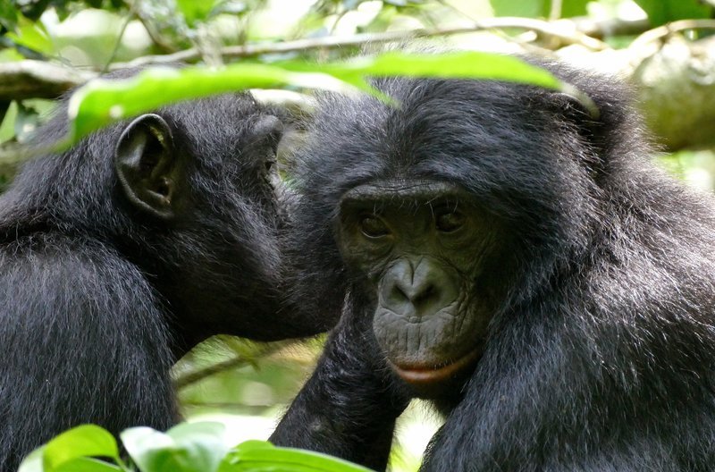Bonobos gelten untereinander als außergewöhnlich friedfertig. – Bild: BR /​ © BR/​Markus Schmidbauer