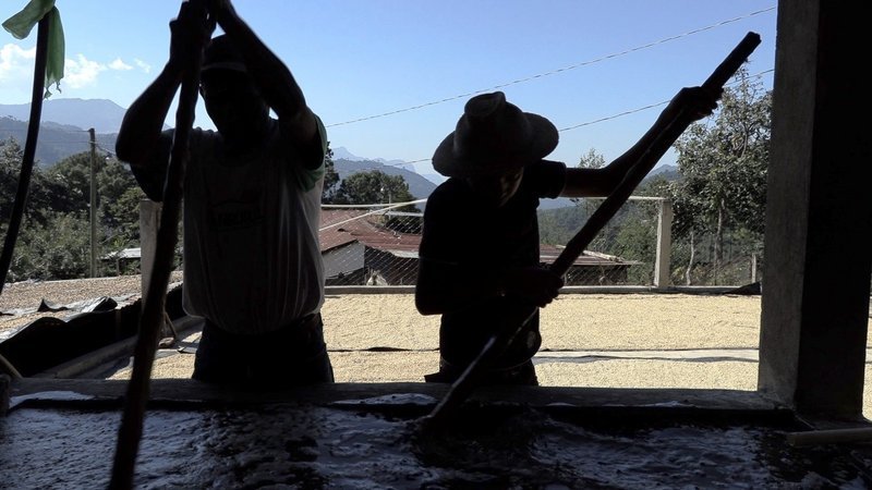 In den Hügeln Guatemalas wächst ein besonders aromatischer Kaffee. Doch dessen Gewinnung ist mit viel anstrengender Handarbeit verbunden. – Bild: ZDF und SRF.