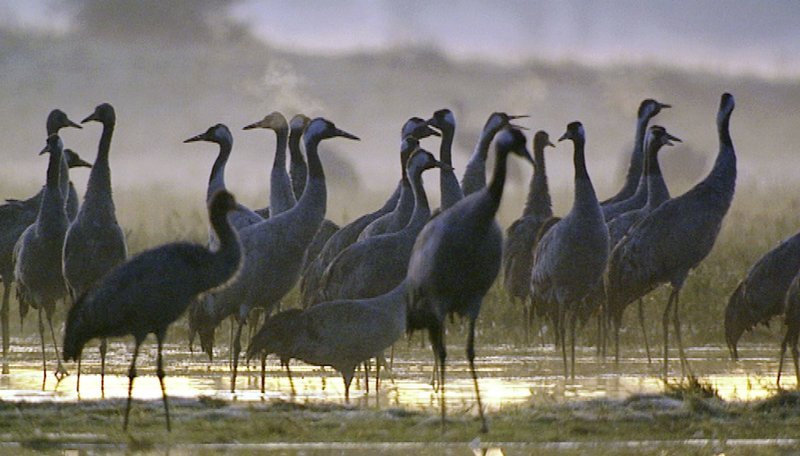 Kraniche an ihrem Schlafplatz. – Bild: ZDF und NDR