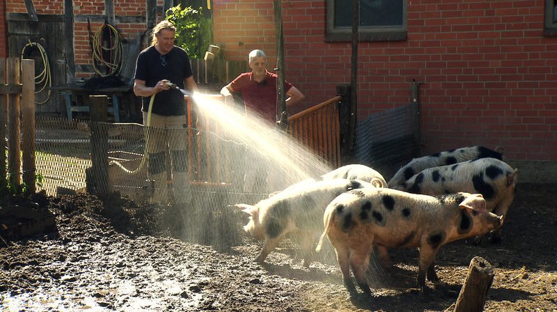 Gunnar Hansen und Marcel Luft gönnen ihren „Kooperationsschweinen“ eine Dusche. – Bild: NDR/​TVPlus/​Christian Kell